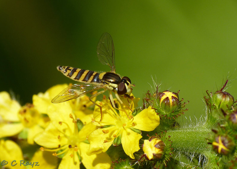 Hoverfly