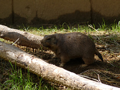 prairie dog