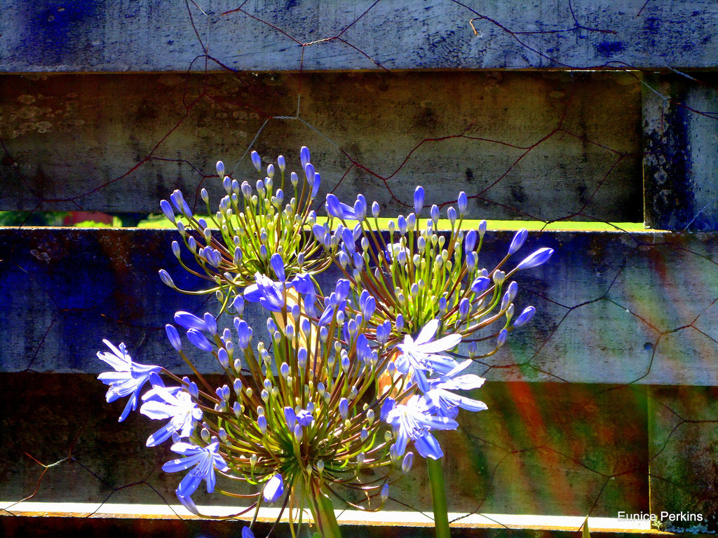 Agapanthus