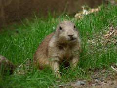 prairie dog