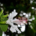 NICE: Parc Phoenix: Un hibiscus.