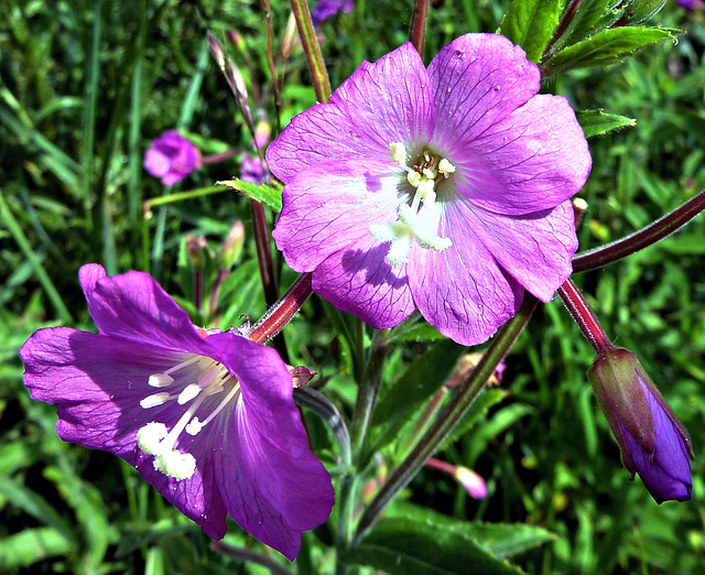 Wild flowers.