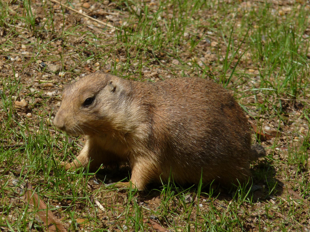 prairie dog