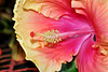 NICE: Parc Phoenix: Une fleur hibiscus.