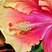 NICE: Parc Phoenix: Une fleur hibiscus.