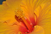 Fréjus: Une fleur d'Hibiscus.