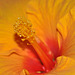 Fréjus: Une fleur d'Hibiscus.