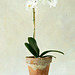 Phaelanopsis Textured Still Life 072011