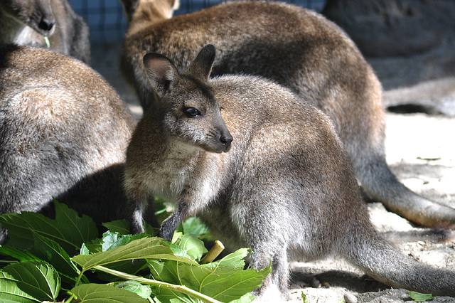 NICE: Parc Phoenix: Un wallaby.