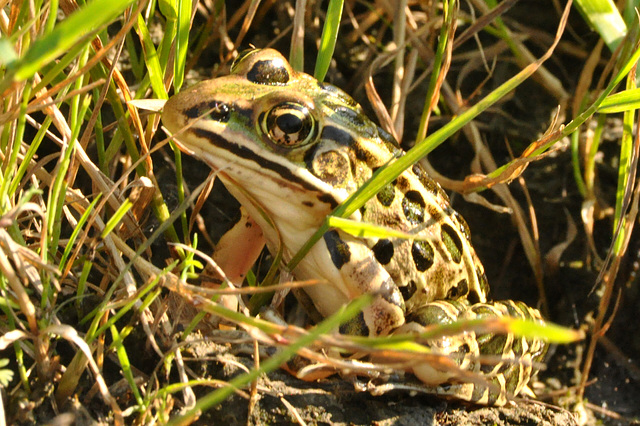 leopard frog CSC 5662