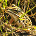 leopard frog CSC 5662