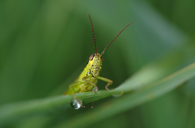 AUXONS-Dessus: Une sauterelle ( Orthoptera ) 02.