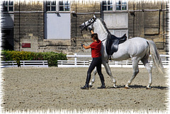 Entrainement au dressage