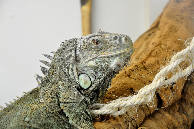 NICE: Parc Phoenix: Un Iguane.