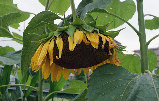 Sunflower