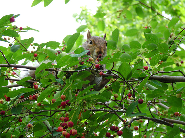 nibbles