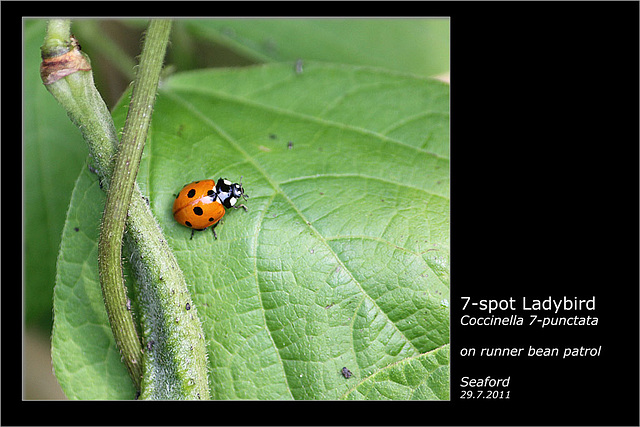 7 spot Ladybird Seaford 29 7 2011