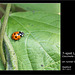7 spot Ladybird Seaford 29 7 2011