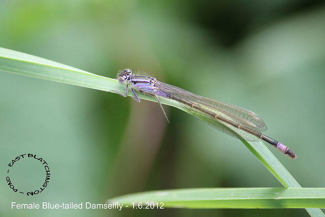 Blue-tailed Damselfly Female - East Blatchington Pond - 1.6.2012