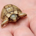 Ägyptische Landschildkröte - ca. 1 Woche alt (Wilhelma)