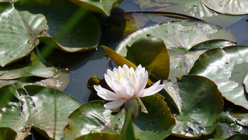 water lily