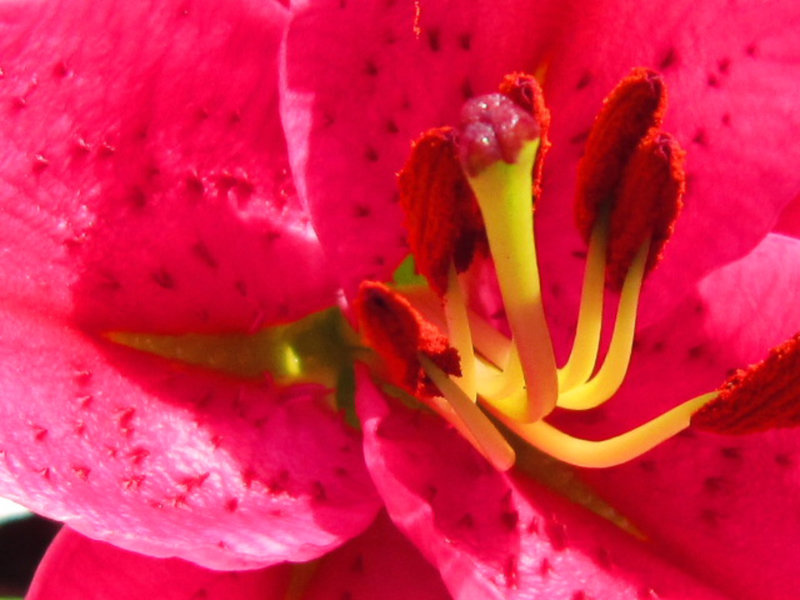 The lovely centre of the pink lily