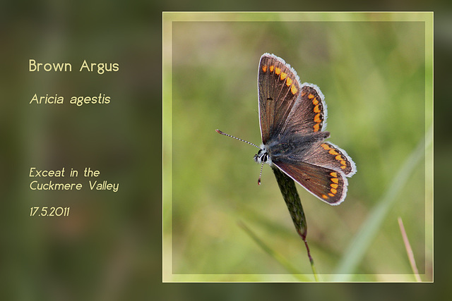 Brown Argus Cuckmere 17 5 2011