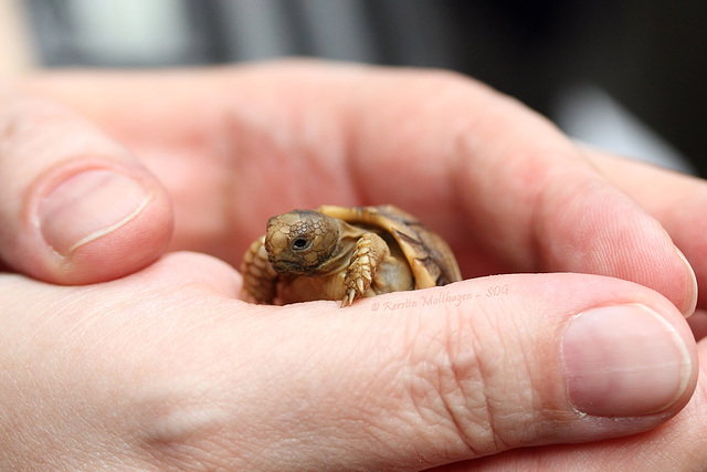 Ägyptische Landschildkröte - ca. 1 Woche alt (Wilhelma)