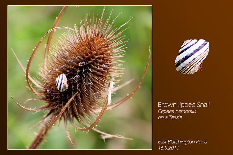 Brown lipped Snail  - East Blatchington Pond - 16.9.2011