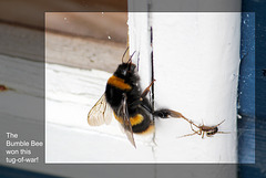 Bumble bee & spider 29 2 2012