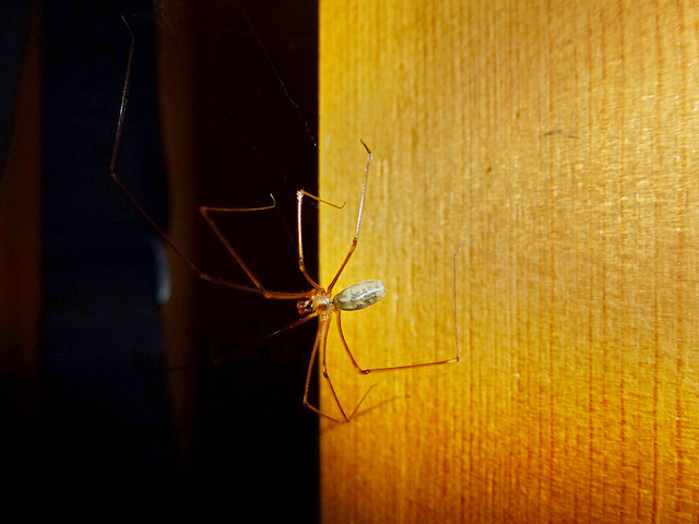 Daddy Long Legs Spider 2