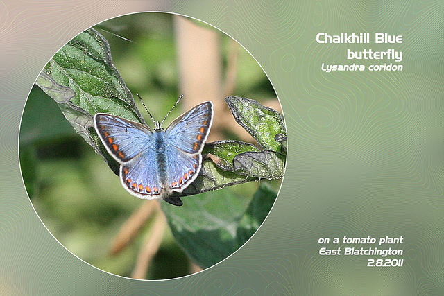 Chalkhill Blue E Blatchington 2 8 2011