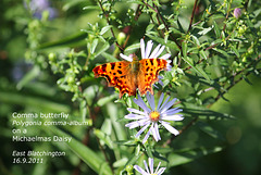 Comma butterfly E Blatchington 16 9 2011