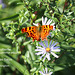 Comma butterfly E Blatchington 16 9 2011