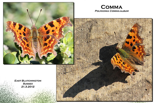Comma E Blatchington 21 3 2012