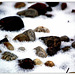 Pebbles & snow