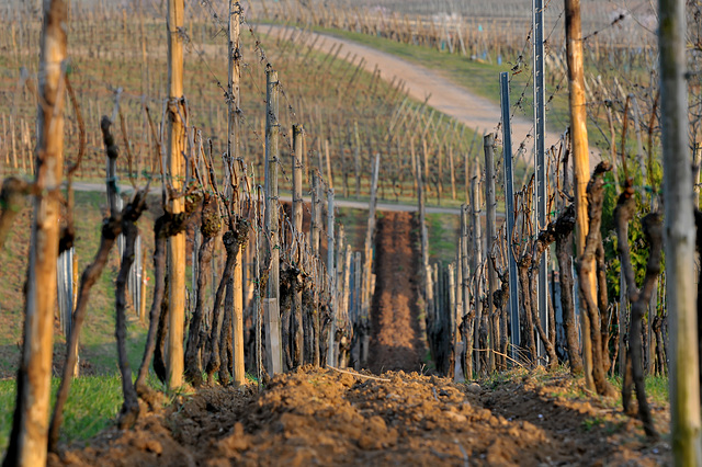 MITTELWIHR: La vigne.