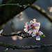 MITTELWIHR: Une fleur d'amandier.