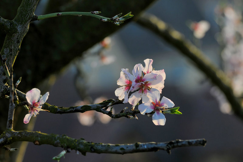 MITTELWIHR: Une fleur d'amandier.