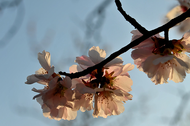 MITTELWIHR: Une fleur d'amandier.