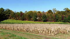 Queen Anne Farm