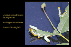 Croesus septentrionalis larvae on rose leaves 15 7 11