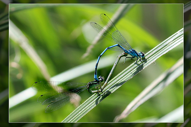 Damselflies mating  - East Blatchington Pond - 26.6.2012