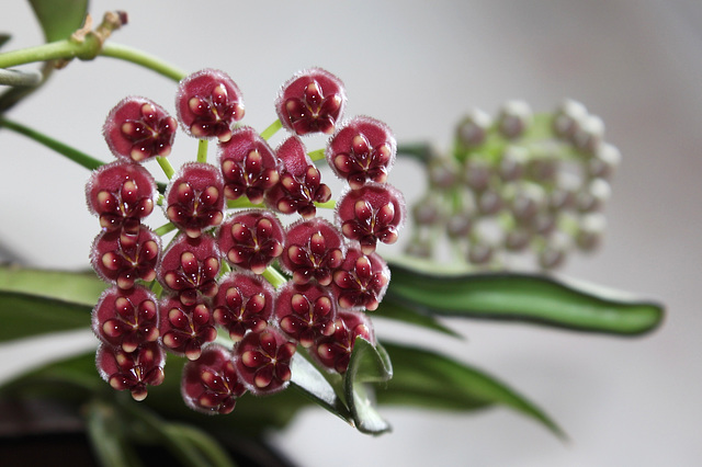 Hoya wayetii