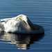 The sleeping swan