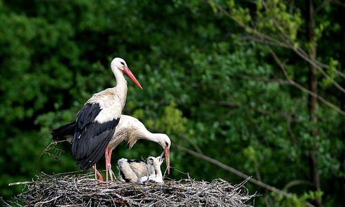 HINDLINGEN: Une famille cigogne.