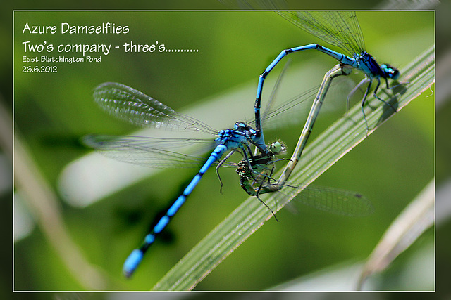 Damselfly threesome - 26.6.2012