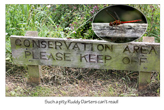 Darters can't read!  - East Blatchington Pond -