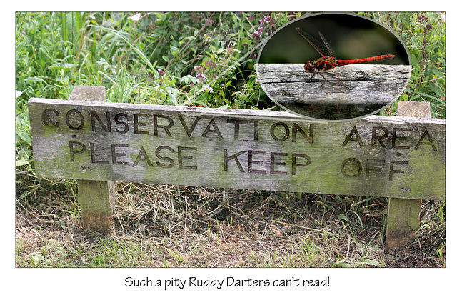 Darters can't read!  - East Blatchington Pond -