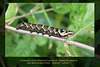 Elephant Hawkmoth caterpillar - East Blatchington Pond - 16.8.2011